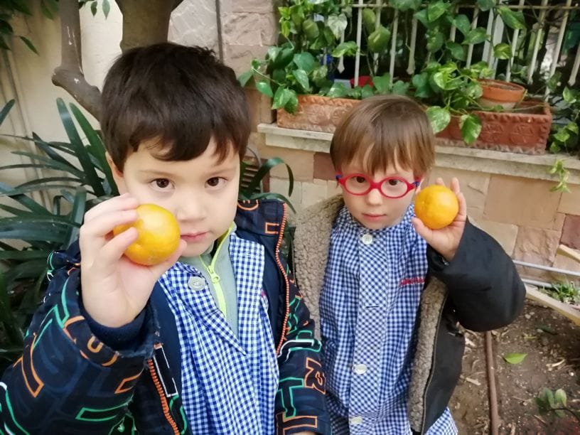 Les mandarines del nostre pati