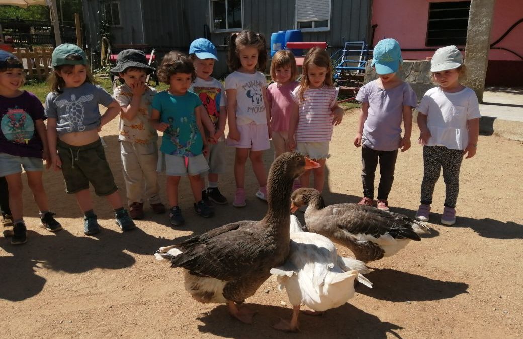 Els infants de P3 visitem la Granja