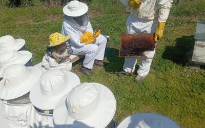 Visitem la Casa de la Abelles